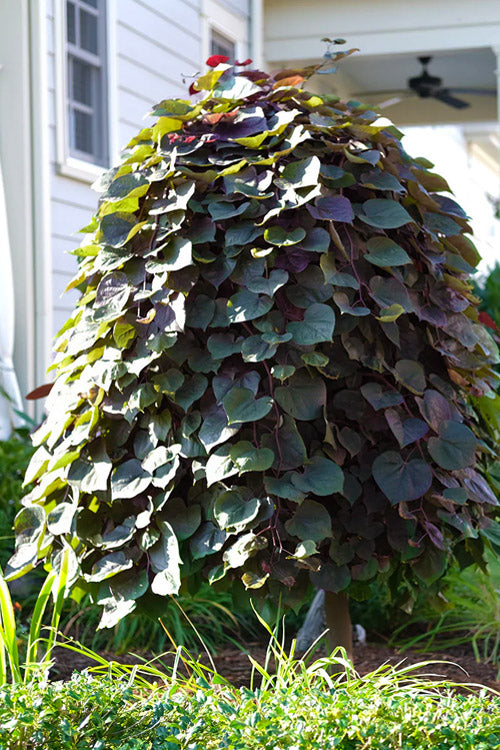  Purple Rain Weeping Redbud Tree - 7 Gallon Pot