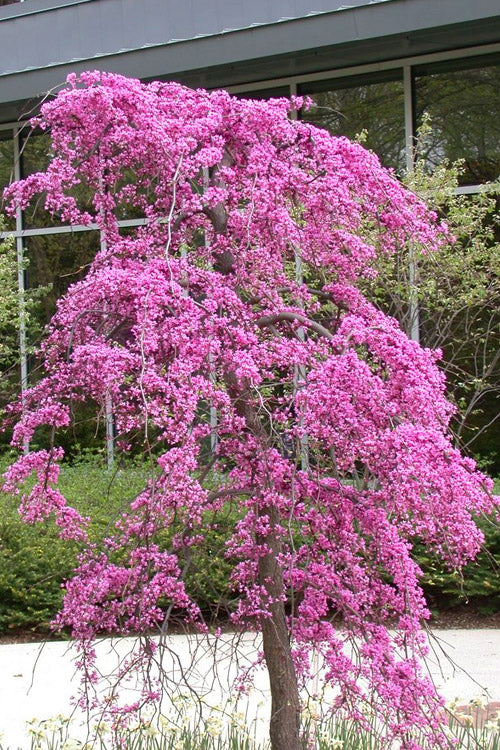  Purple Rain Weeping Redbud Tree - 7 Gallon Pot