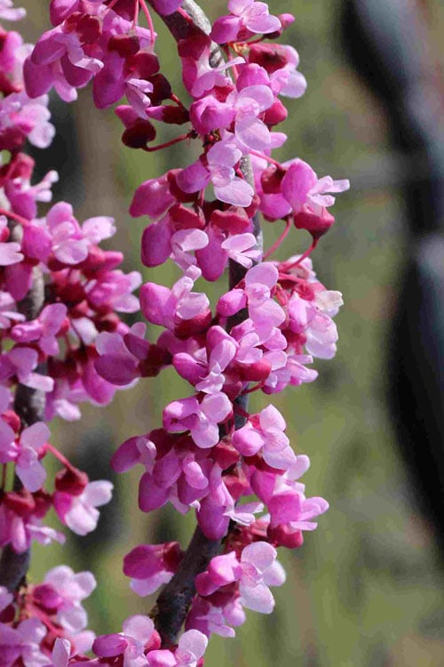  Traveller Weeping Redbud Tree - 7 Gallon Pot