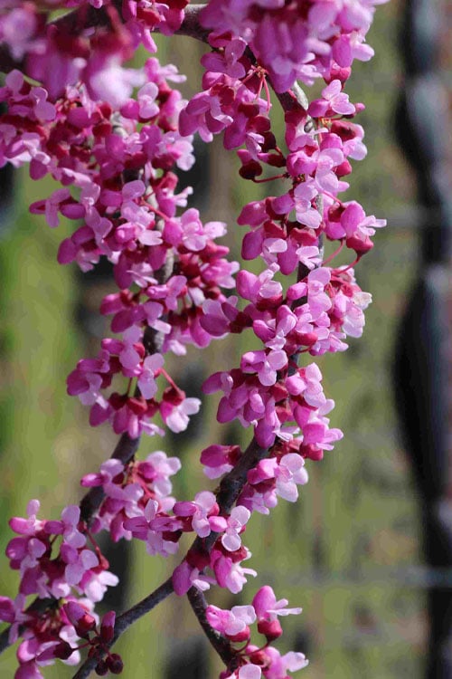  Traveller Weeping Redbud Tree - 7 Gallon Pot