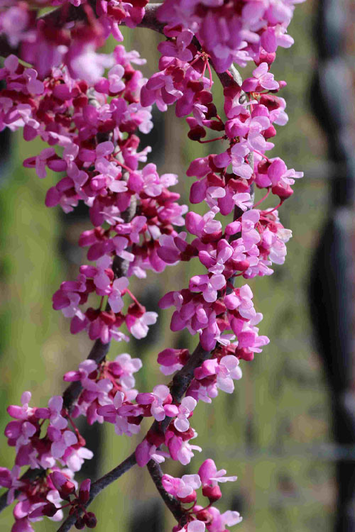  Traveller Weeping Redbud Tree - 7 Gallon Pot