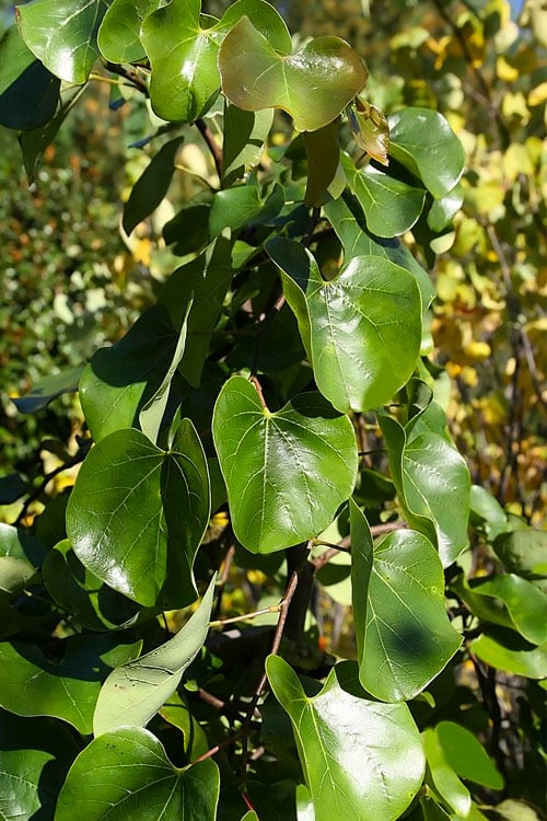  Traveller Weeping Redbud Tree - 7 Gallon Pot