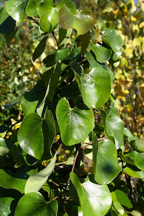  Traveller Weeping Redbud Tree - 7 Gallon Pot