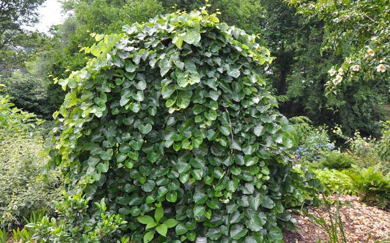  Traveller Weeping Redbud Tree - 7 Gallon Pot
