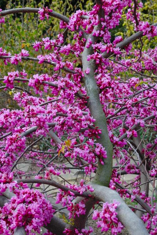 Traveller Weeping Redbud Tree - 7 Gallon Pot