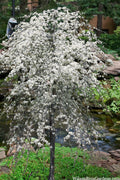  Vanilla Twist White Weeping Redbud Tree - 7 Gallon Pot(4-5')