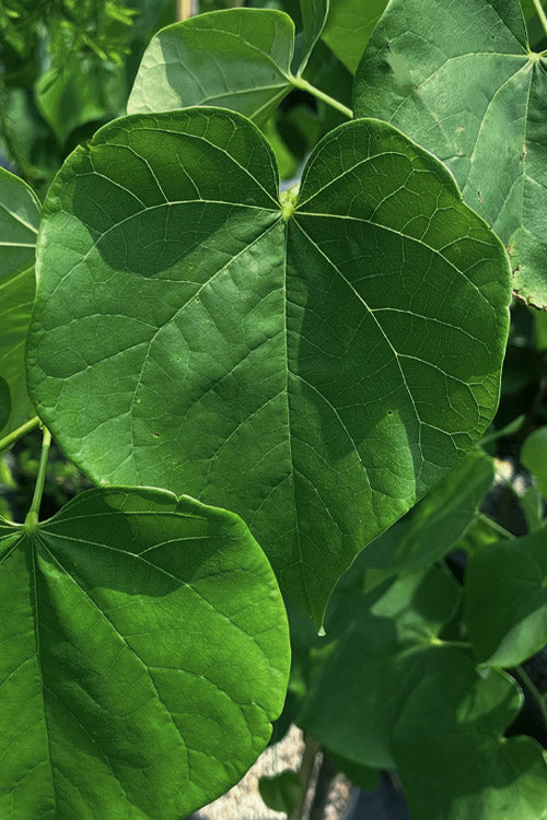  Vanilla Twist White Weeping Redbud Tree - 7 Gallon Pot(4-5')