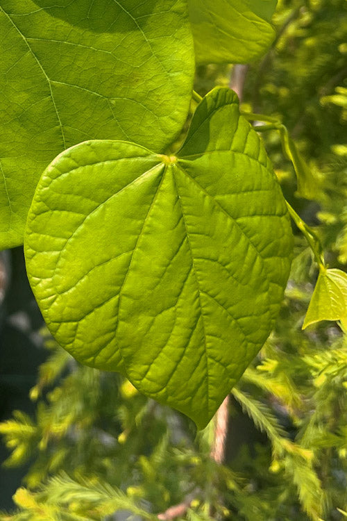  Vanilla Twist White Weeping Redbud Tree - 7 Gallon Pot(4-5')