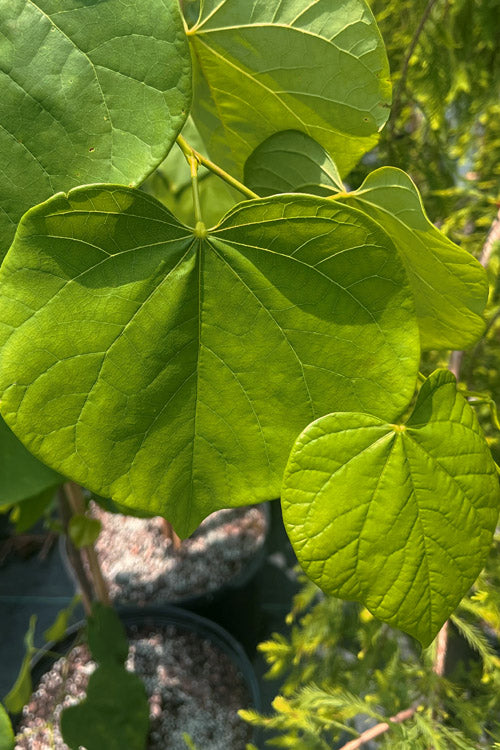  Vanilla Twist White Weeping Redbud Tree - 7 Gallon Pot(4-5')