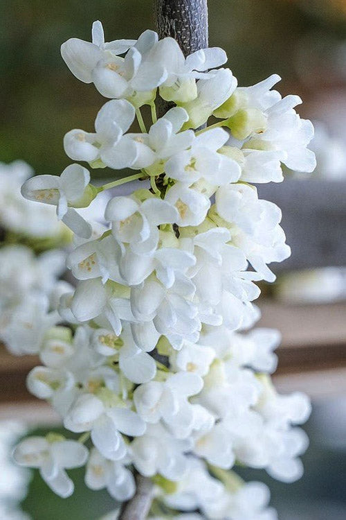  Vanilla Twist White Weeping Redbud Tree - 7 Gallon Pot(4-5')