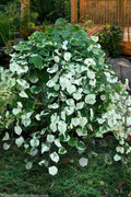  Whitewater Weeping Redbud Tree - 7 Gallon Pot