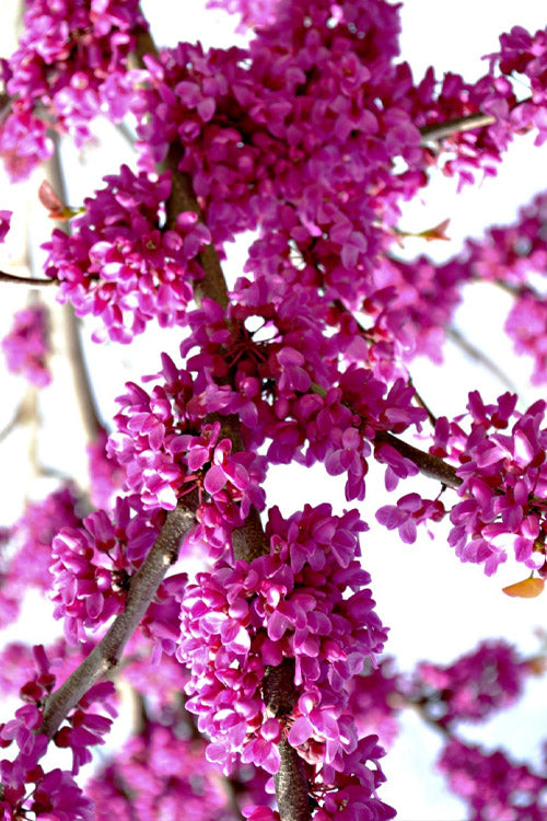  Whitewater Weeping Redbud Tree - 7 Gallon Pot