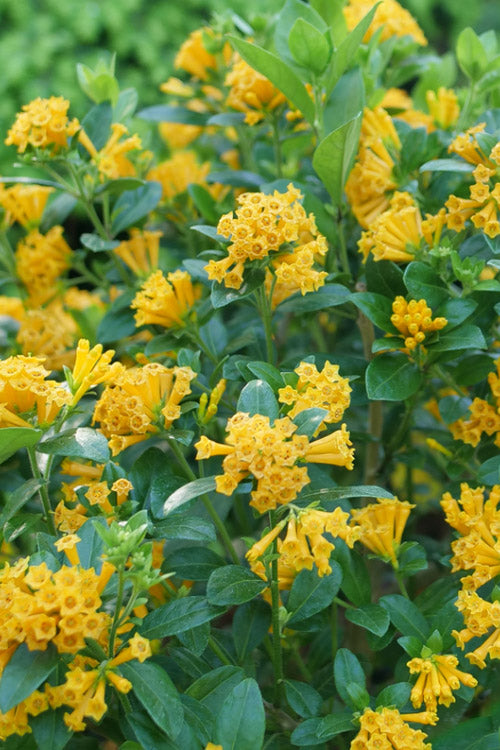  Juiced Orange Jessamine (Cestrum Corymbosum) - 3 Pack Of Quart Pots