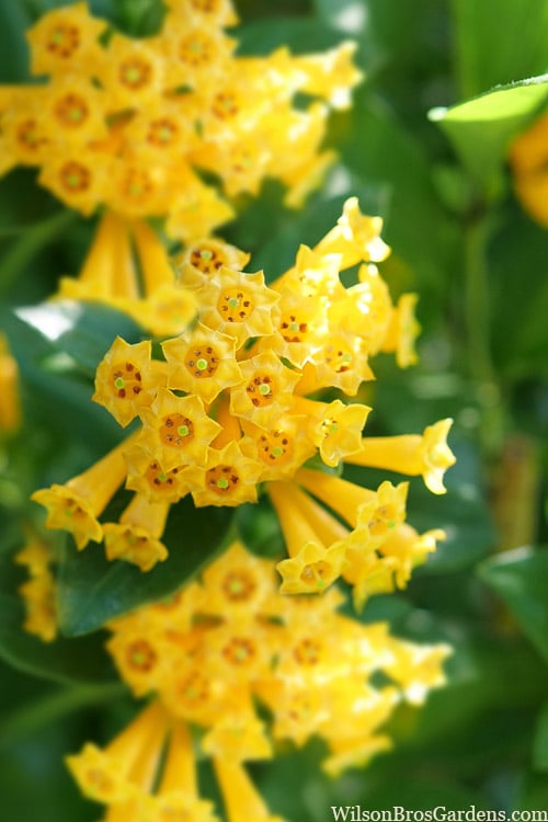 Juiced Orange Jessamine (Cestrum Corymbosum) - 1 Gallon Pot