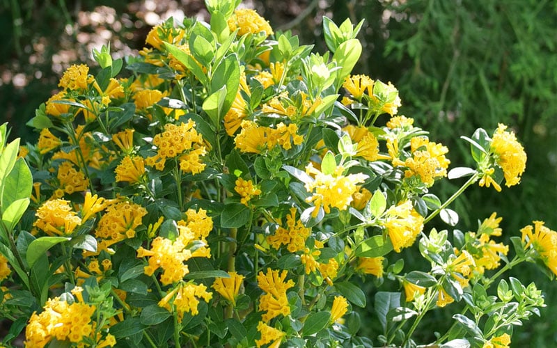  Juiced Orange Jessamine (Cestrum Corymbosum) - 3 Pack Of Quart Pots
