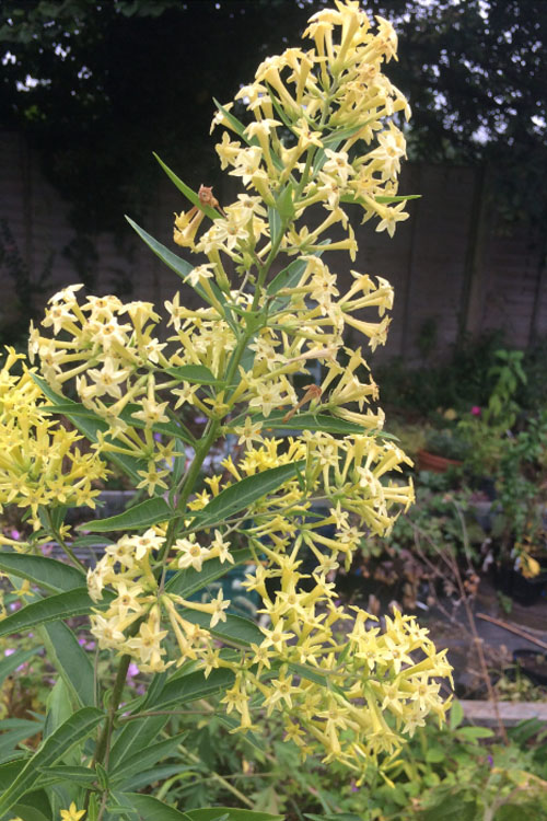  Chilean Hardy Willow Jessamine (Cestrum Parqui) - 1 Gallon Pot