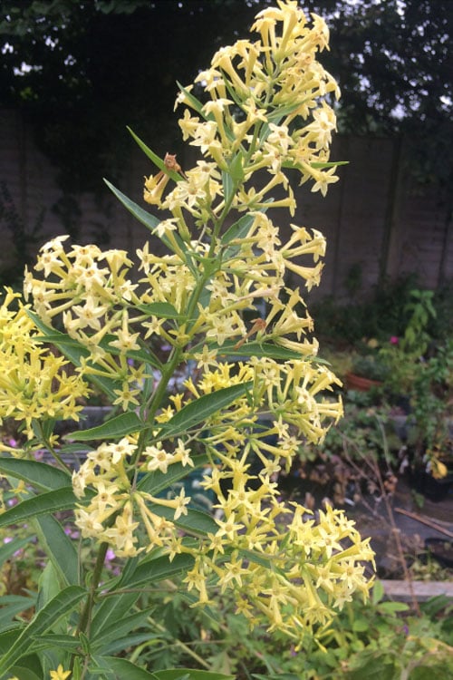  Chilean Hardy Willow Jessamine (Cestrum Parqui) - 2 Pack Of Quart Pots