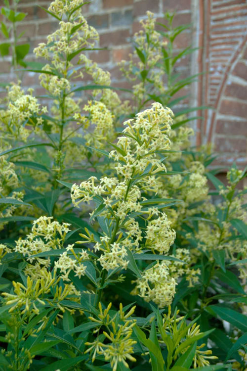  Chilean Hardy Willow Jessamine (Cestrum Parqui) - 1 Gallon Pot