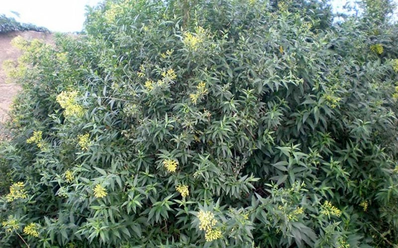  Chilean Hardy Willow Jessamine (Cestrum Parqui) - 2 Pack Of Quart Pots