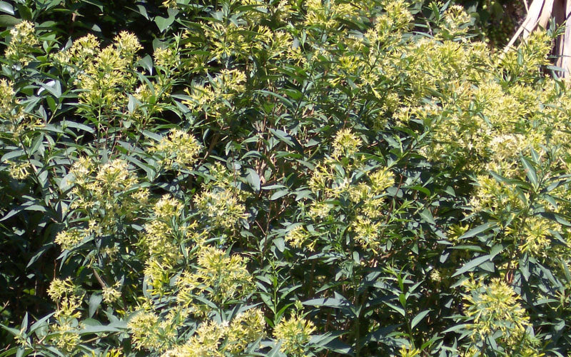  Chilean Hardy Willow Jessamine (Cestrum Parqui) - 1 Gallon Pot