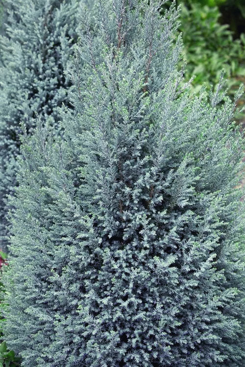  Blue Surprise Lawson Cypress (Chamaecyparis Lawsoniana) - 3 Gallon Pot