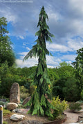  Dik's Weeping Lawson Cypress - 5 Gallon Pot
