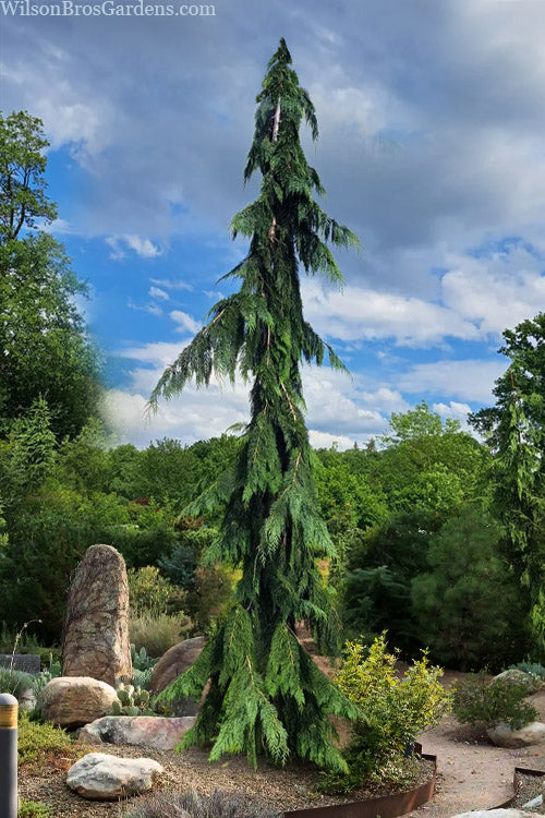  Dik's Weeping Lawson Cypress - 5 Gallon Pot
