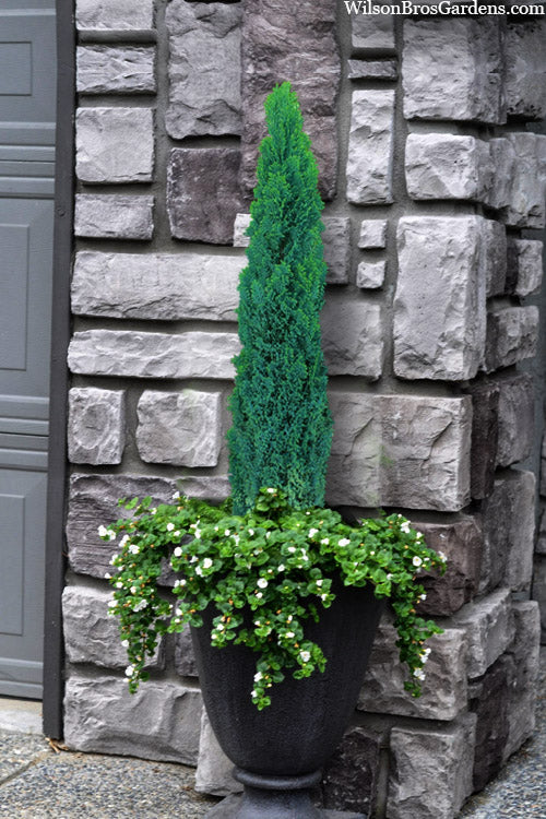  Ellwood's Pillar Dwarf Blue Lawson Cypress (Chamaecyparis Lawsoniana) - 5 Gallon Pot