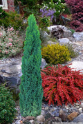  Ellwood's Pillar Dwarf Blue Lawson Cypress (Chamaecyparis Lawsoniana) - 2 Gallon Pot