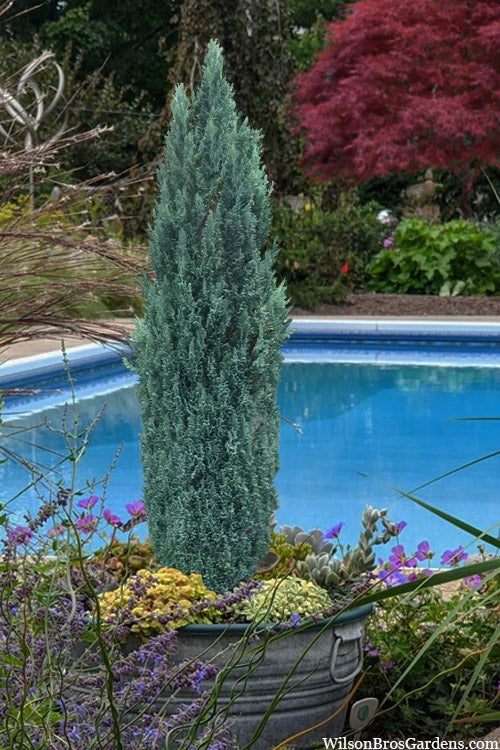  Ellwood's Pygmy Blue Lawson Cypress (Chamaecyparis Lawsoniana) - 2 Gallon Pot