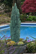  Ellwood's Pygmy Blue Lawson Cypress (Chamaecyparis Lawsoniana) - 5 Gallon Pot