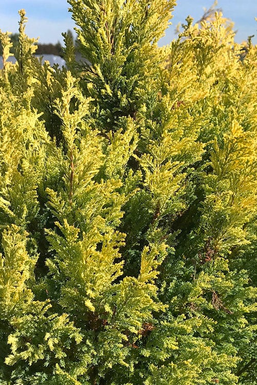  Golden Surprise Lawson Cypress - 2 Gallon Pot 