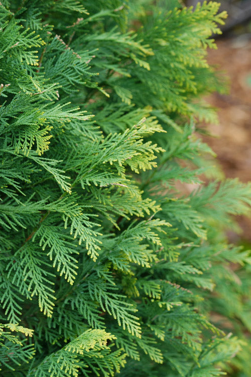  Pinpoint Blue & Gold Lawson False Cypress - 2 Gallon Pot