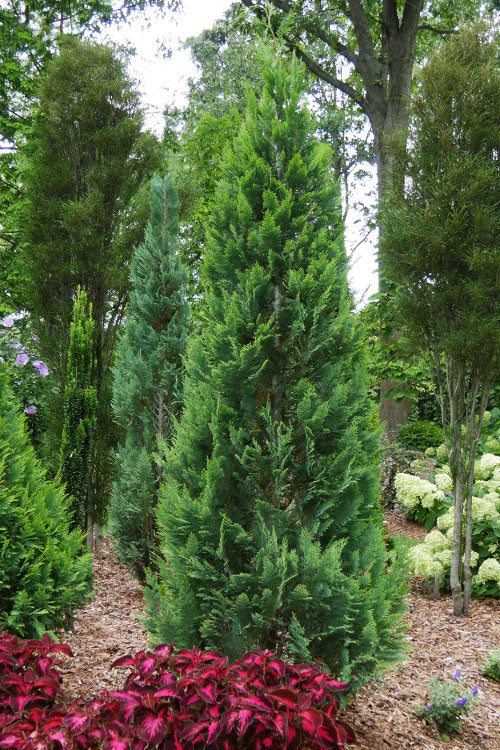  Pinpoint Blue & Gold Lawson False Cypress - 2 Gallon Pot