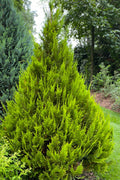  Pinpoint Gold Lawson False Cypress - 2 Gallon Pot