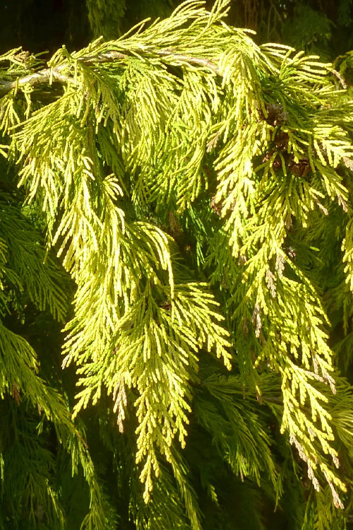  Winston Churchill Golden Lawson Cypress - 5 Gallon Pot