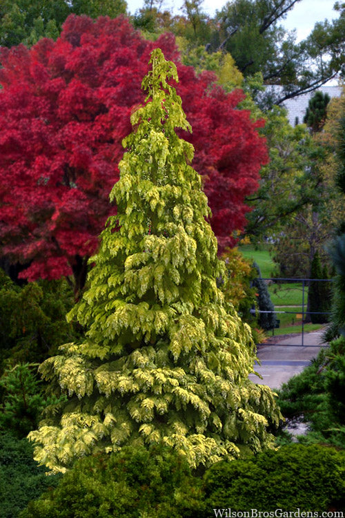  Winston Churchill Golden Lawson Cypress - 5 Gallon Pot