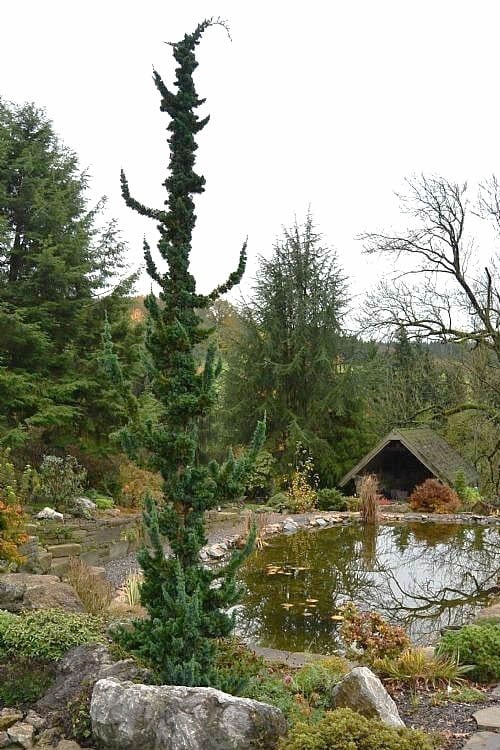  Wissel's Saguaro Lawson Cypress - 3 Gallon Pot