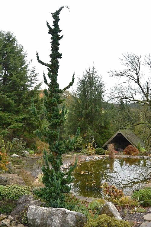  Wissel's Saguaro Lawson Cypress - 3 Gallon Pot