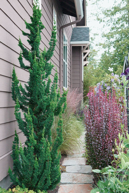  Wissel's Saguaro Lawson Cypress - 3 Gallon Pot