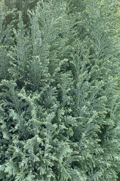  Snow White Lawson's Cypress (Chamaecyparis Lawsoniana) - 3 Gallon Pot