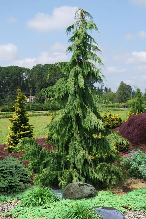  Weeping Nootka Cypress - 3 Gallon Pot