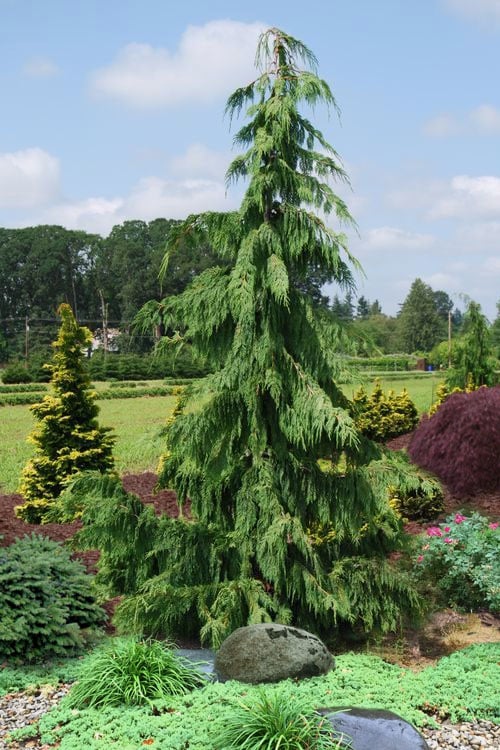  Weeping Nootka Cypress - 3 Gallon Pot