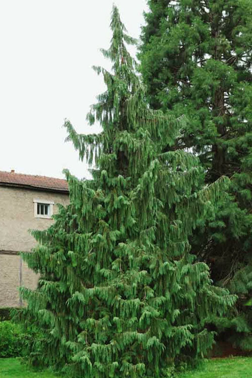  Weeping Nootka Cypress - 3 Gallon Pot