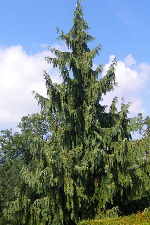  Weeping Nootka Cypress - 1 Gallon Pot