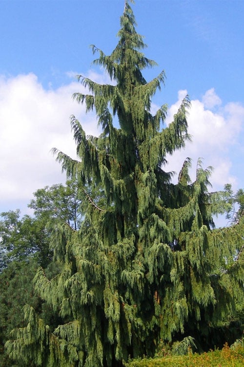  Weeping Nootka Cypress - 3 Gallon Pot
