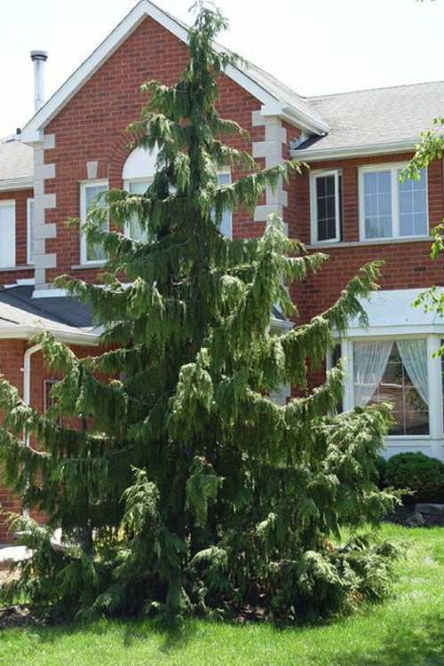  Weeping Nootka Cypress - 3 Gallon Pot