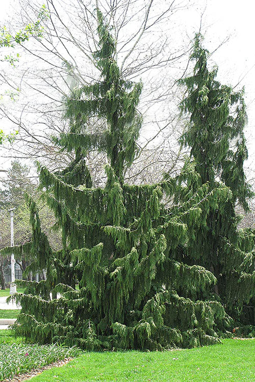  Weeping Nootka Cypress - 3 Gallon Pot