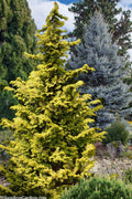  Golden Hinoki Cypress (Chamaecyparis Obtusa 'Aurea') - 6 Gallon Pot