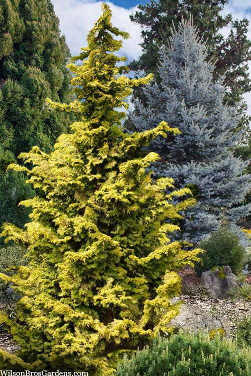  Golden Hinoki Cypress (Chamaecyparis Obtusa 'Aurea') - 6 Gallon Pot